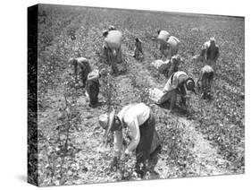 Mexican Cotton Pickers-null-Stretched Canvas