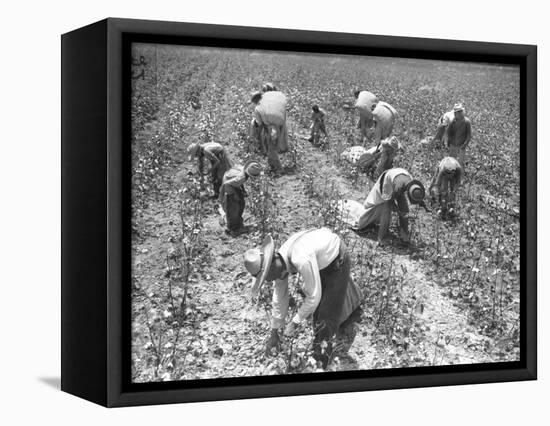 Mexican Cotton Pickers-null-Framed Stretched Canvas