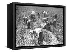 Mexican Cotton Pickers-null-Framed Stretched Canvas