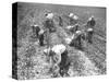 Mexican Cotton Pickers-null-Stretched Canvas