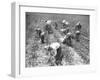 Mexican Cotton Pickers-null-Framed Photographic Print