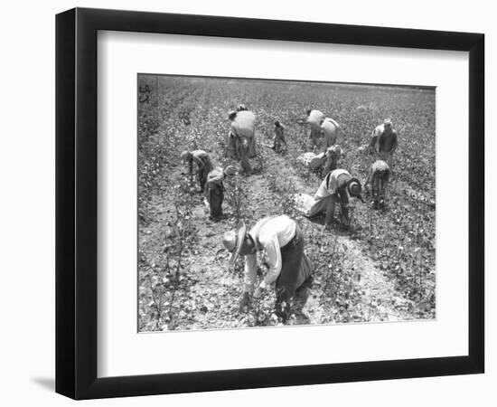 Mexican Cotton Pickers-null-Framed Photographic Print