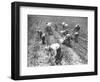 Mexican Cotton Pickers-null-Framed Photographic Print