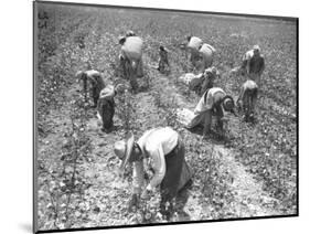 Mexican Cotton Pickers-null-Mounted Photographic Print