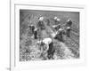 Mexican Cotton Pickers-null-Framed Photographic Print