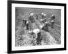 Mexican Cotton Pickers-null-Framed Photographic Print