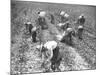 Mexican Cotton Pickers-null-Mounted Photographic Print