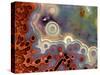 Mexican Crazy Lace Agate-Steve Terrill-Stretched Canvas