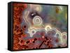 Mexican Crazy Lace Agate-Steve Terrill-Framed Stretched Canvas