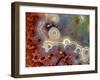 Mexican Crazy Lace Agate-Steve Terrill-Framed Premium Photographic Print