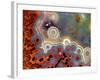 Mexican Crazy Lace Agate-Steve Terrill-Framed Photographic Print