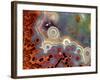 Mexican Crazy Lace Agate-Steve Terrill-Framed Photographic Print