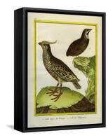 Mexican Crested Quail and the Philippines Quail-Georges-Louis Buffon-Framed Stretched Canvas