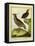 Mexican Crested Quail and the Philippines Quail-Georges-Louis Buffon-Framed Stretched Canvas