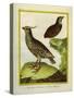 Mexican Crested Quail and the Philippines Quail-Georges-Louis Buffon-Stretched Canvas