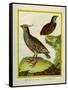 Mexican Crested Quail and the Philippines Quail-Georges-Louis Buffon-Framed Stretched Canvas