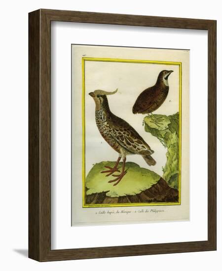 Mexican Crested Quail and the Philippines Quail-Georges-Louis Buffon-Framed Giclee Print