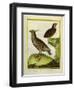 Mexican Crested Quail and the Philippines Quail-Georges-Louis Buffon-Framed Giclee Print