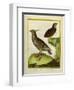 Mexican Crested Quail and the Philippines Quail-Georges-Louis Buffon-Framed Giclee Print
