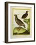 Mexican Crested Quail and the Philippines Quail-Georges-Louis Buffon-Framed Giclee Print