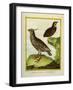 Mexican Crested Quail and the Philippines Quail-Georges-Louis Buffon-Framed Giclee Print