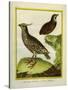 Mexican Crested Quail and the Philippines Quail-Georges-Louis Buffon-Stretched Canvas