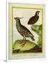 Mexican Crested Quail and the Philippines Quail-Georges-Louis Buffon-Framed Giclee Print