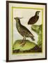 Mexican Crested Quail and the Philippines Quail-Georges-Louis Buffon-Framed Giclee Print