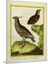 Mexican Crested Quail and the Philippines Quail-Georges-Louis Buffon-Mounted Giclee Print