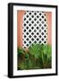 Mexican Fan Palms-Kali Wilson-Framed Art Print