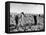 Mexican Farm Workers Harvesting Beets-J^ R^ Eyerman-Framed Stretched Canvas