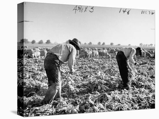 Mexican Farm Workers Harvesting Beets-J^ R^ Eyerman-Stretched Canvas