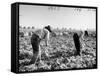 Mexican Farm Workers Harvesting Beets-J^ R^ Eyerman-Framed Stretched Canvas
