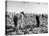 Mexican Farm Workers Harvesting Beets-J^ R^ Eyerman-Stretched Canvas