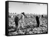 Mexican Farm Workers Harvesting Beets-J^ R^ Eyerman-Framed Stretched Canvas