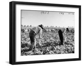 Mexican Farm Workers Harvesting Beets-J^ R^ Eyerman-Framed Photographic Print