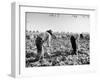 Mexican Farm Workers Harvesting Beets-J^ R^ Eyerman-Framed Photographic Print