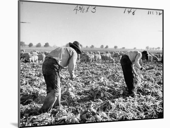 Mexican Farm Workers Harvesting Beets-J^ R^ Eyerman-Mounted Photographic Print