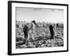 Mexican Farm Workers Harvesting Beets-J^ R^ Eyerman-Framed Photographic Print