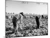Mexican Farm Workers Harvesting Beets-J^ R^ Eyerman-Mounted Photographic Print