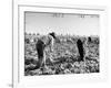 Mexican Farm Workers Harvesting Beets-J^ R^ Eyerman-Framed Photographic Print