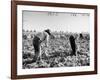 Mexican Farm Workers Harvesting Beets-J^ R^ Eyerman-Framed Photographic Print