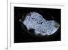 Mexican Free-Tailed Bats (Tadarida Brasiliensis)-Philip Dalton-Framed Photographic Print