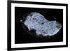 Mexican Free-Tailed Bats (Tadarida Brasiliensis)-Philip Dalton-Framed Photographic Print