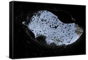 Mexican Free-Tailed Bats (Tadarida Brasiliensis)-Philip Dalton-Framed Stretched Canvas