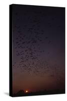 Mexican Freetail Bats at Night-W. Perry Conway-Stretched Canvas