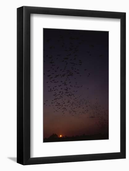 Mexican Freetail Bats at Night-W. Perry Conway-Framed Photographic Print
