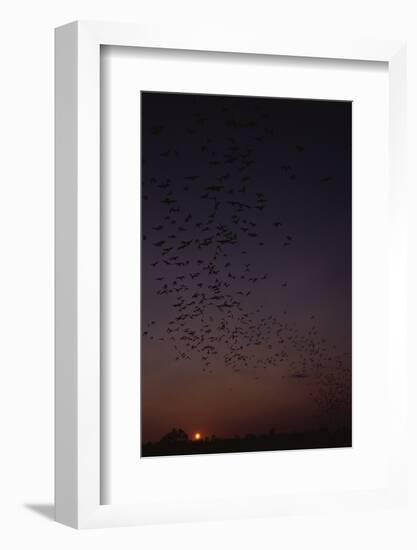 Mexican Freetail Bats at Night-W. Perry Conway-Framed Photographic Print