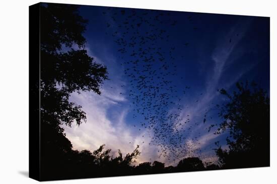 Mexican Freetail Bats near Bracken Cave-W. Perry Conway-Stretched Canvas