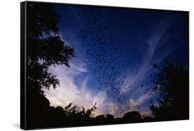 Mexican Freetail Bats near Bracken Cave-W. Perry Conway-Framed Stretched Canvas